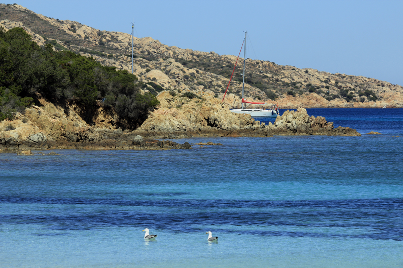 2016-05-03_135913 sardinien-2016.jpg - Isola Carprera